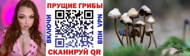 Галлюциногенные грибы Psilocybe  Астрахань 